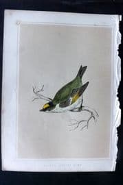 Morris 1852 Antique Bird Print. Golden Crested Wren