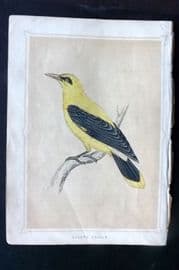 Morris 1852 Antique Bird Print. Golden Oriole