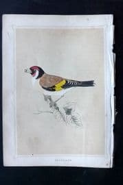 Morris 1852 Antique Bird Print. Goldfinch