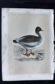 Morris 1852 Antique Bird Print. Goose