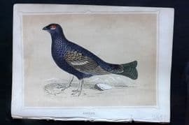 Morris 1852 Antique Bird Print. Grouse