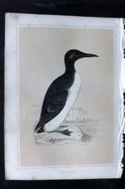 Morris 1852 Antique Bird Print. Guillemot
