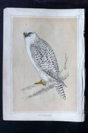 Morris 1852 Antique Bird Print. Gyr-Falcon