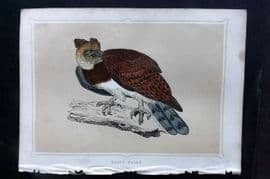 Morris 1852 Antique Bird Print. Harrpy Eagle