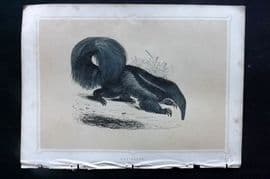 Morris 1852 Antique Print. Ant Eater