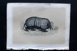 Morris 1852 Antique Print. Armadillo