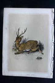 Morris 1852 Antique Print. Axis Deer