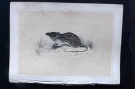 Morris 1852 Antique Print. Barbary Mouse