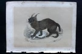 Morris 1852 Antique Print. Caracal
