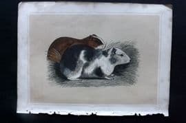Morris 1852 Antique Print. Cavy