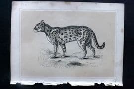 Morris 1852 Antique Print. Chati