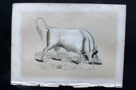 Morris 1852 Antique Print. Chillingham Wild Bull