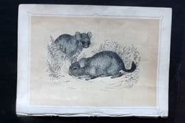 Morris 1852 Antique Print. Chincilla