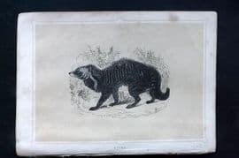 Morris 1852 Antique Print. Civet