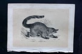 Morris 1852 Antique Print. Coati