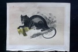 Morris 1852 Antique Print. Crab Eating Opossum