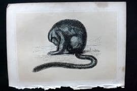 Morris 1852 Antique Print. Douroucouli