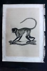 Morris 1852 Antique Print. Entellus Monkey