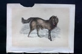 Morris 1852 Antique Print. Esquimaux Dog