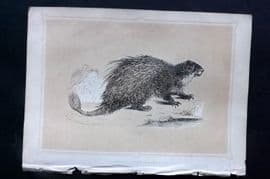 Morris 1852 Antique Print. Fasciculated Porcupine