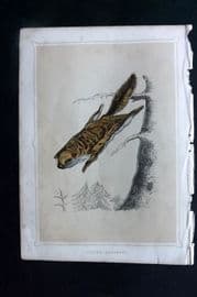 Morris 1852 Antique Print. Flying Squirrel