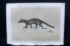 Morris 1852 Antique Print. Genet