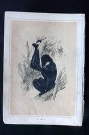 Morris 1852 Antique Print. Gibbon