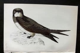 Morris 1860s Hand Col Bird Print. Alpine Swift