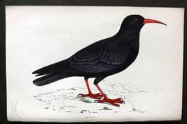 Morris 1860s Hand Col Bird Print. Chough