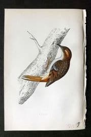 Morris 1860s Hand Col Bird Print. Creeper