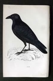 Morris 1860s Hand Col Bird Print. Crow
