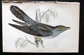 Morris 1860s Hand Col Bird Print. Cuckoo