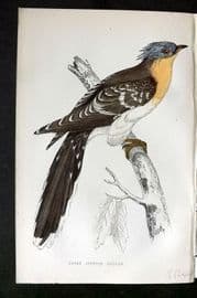 Morris 1860s Hand Col Bird Print. Great Spotted Cuckoo