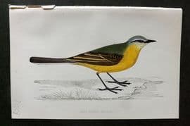 Morris 1860s Hand Col Bird Print. Greay Headed Wagtail
