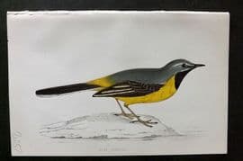 Morris 1860s Hand Col Bird Print. Grey Wagtail