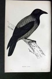 Morris 1860s Hand Col Bird Print. Hooded Crow