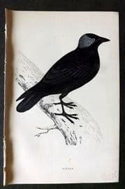 Morris 1860s Hand Col Bird Print. Jackdaw