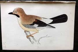 Morris 1860s Hand Col Bird Print. Jay