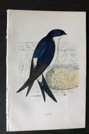 Morris 1860s Hand Col Bird Print. Martin
