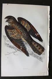 Morris 1860s Hand Col Bird Print. Nightjar