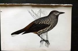 Morris 1860s Hand Col Bird Print. Nutcracker