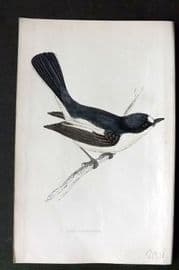 Morris 1860s Hand Col Bird Print. Pied Flycatcher