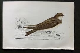 Morris 1860s Hand Col Bird Print. Sand Martin