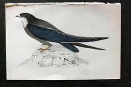 Morris 1860s Hand Col Bird Print. Spine Tailed Swallow