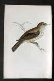 Morris 1860s Hand Col Bird Print. Spotted Flycatcher