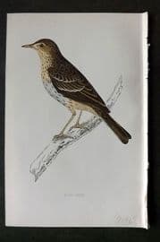 Morris 1860s Hand Col Bird Print. Tree Pipit