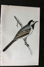 Morris 1860s Hand Col Bird Print. White Wagtail