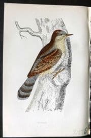 Morris 1860s Hand Col Bird Print. Wryneck