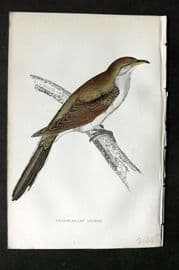 Morris 1860s Hand Col Bird Print. Yellow Billed Cuckoo