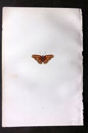 Morris 1893 Hand Col Butterfly Print. Albin's Hampstead Eye 35